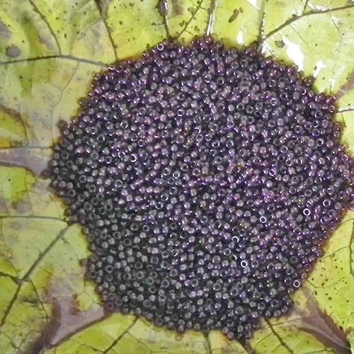 11/0 Transparent Amethyst Toho Seed Bead - Quantity: 10 grams - 1096